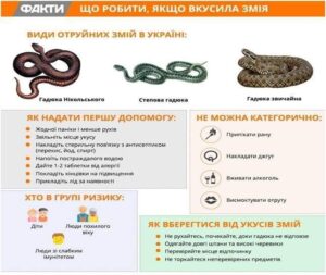ОБЕРЕЖНО, ЗМІЇ!